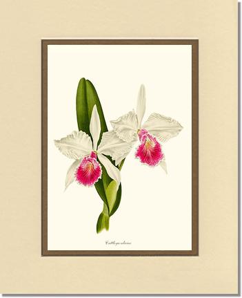 Cattleya aliciae | Orchid Wall Art Print