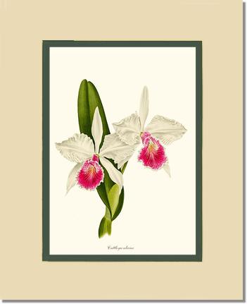 Cattleya aliciae | Orchid Wall Art Print