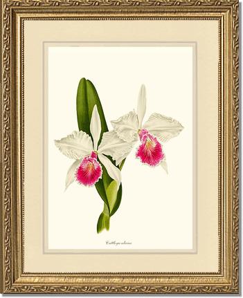 Cattleya aliciae | Orchid Wall Art Print