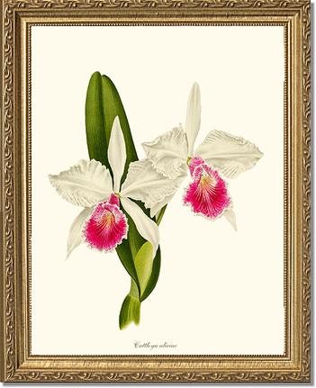 Cattleya aliciae | Orchid Wall Art Print