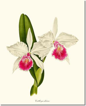 Orchid Print: Cattleya aliciae