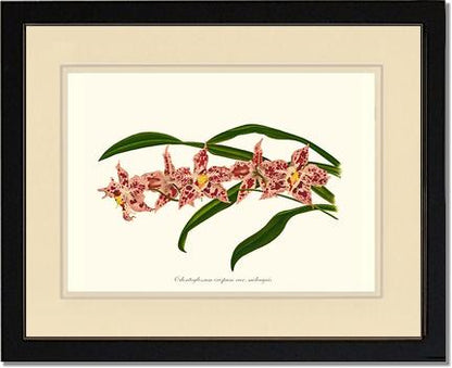 Odontoglossum crispum | Orchid Wall Art Print