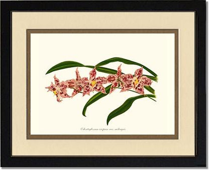 Odontoglossum crispum | Orchid Wall Art Print