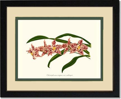 Odontoglossum crispum | Orchid Wall Art Print