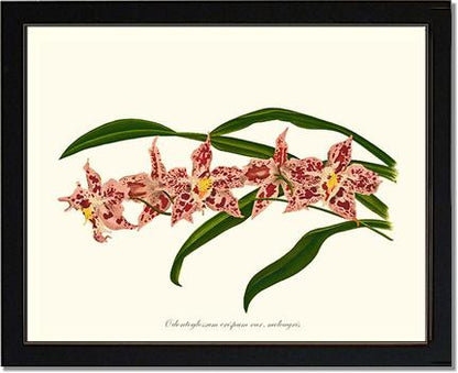 Odontoglossum crispum | Orchid Wall Art Print