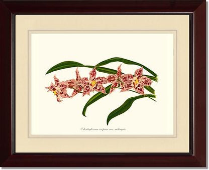 Odontoglossum crispum | Orchid Wall Art Print