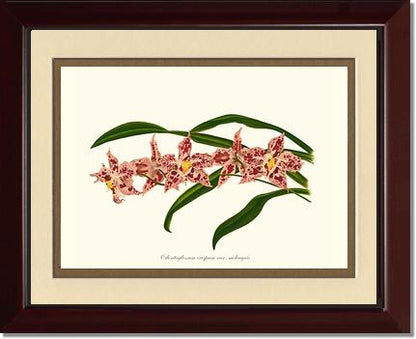 Odontoglossum crispum | Orchid Wall Art Print
