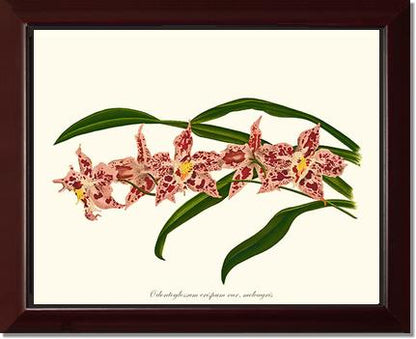 Odontoglossum crispum | Orchid Wall Art Print