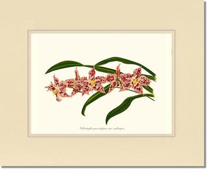 Odontoglossum crispum | Orchid Wall Art Print