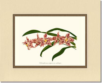 Odontoglossum crispum | Orchid Wall Art Print