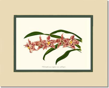 Odontoglossum crispum | Orchid Wall Art Print