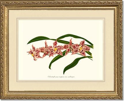 Odontoglossum crispum | Orchid Wall Art Print