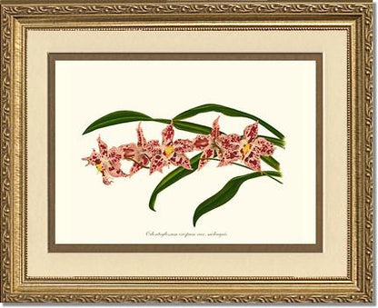 Odontoglossum crispum | Orchid Wall Art Print