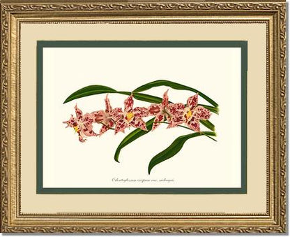 Odontoglossum crispum | Orchid Wall Art Print
