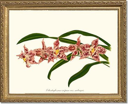 Odontoglossum crispum | Orchid Wall Art Print