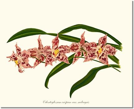 Orchid Print: Odontoglossum crispum
