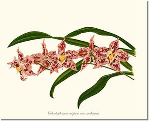 Orchid Print: Odontoglossum crispum