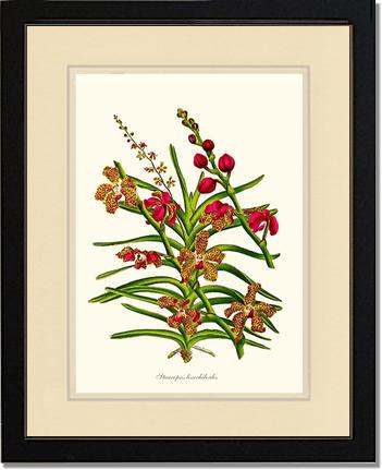 Stauropsis lissochiloides | Orchid Wall Art Print