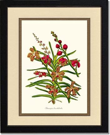 Stauropsis lissochiloides | Orchid Wall Art Print