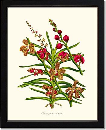 Stauropsis lissochiloides | Orchid Wall Art Print