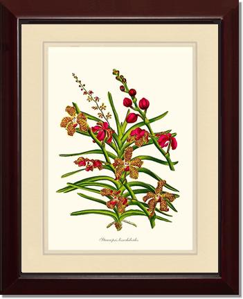 Stauropsis lissochiloides | Orchid Wall Art Print