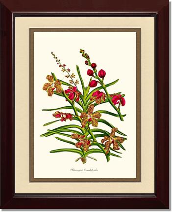Stauropsis lissochiloides | Orchid Wall Art Print