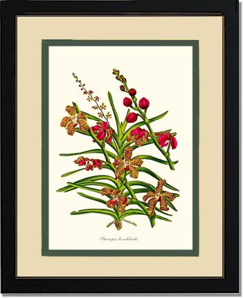 Stauropsis lissochiloides | Orchid Wall Art Print