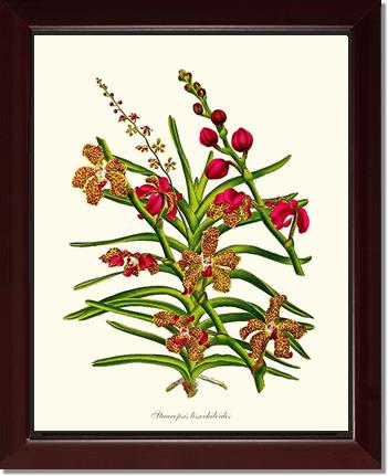 Stauropsis lissochiloides | Orchid Wall Art Print