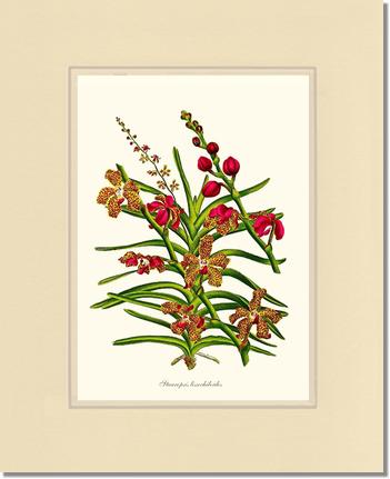 Stauropsis lissochiloides | Orchid Wall Art Print