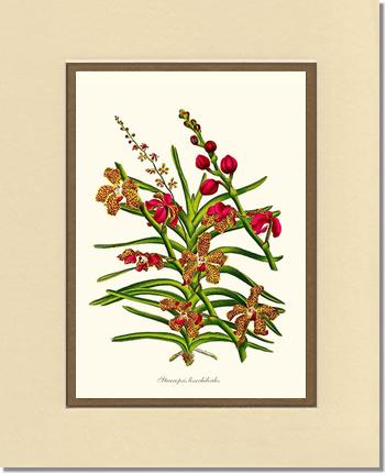 Stauropsis lissochiloides | Orchid Wall Art Print