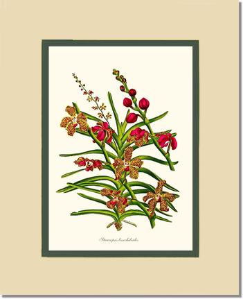 Stauropsis lissochiloides | Orchid Wall Art Print