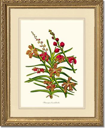 Stauropsis lissochiloides | Orchid Wall Art Print