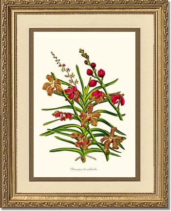 Stauropsis lissochiloides | Orchid Wall Art Print