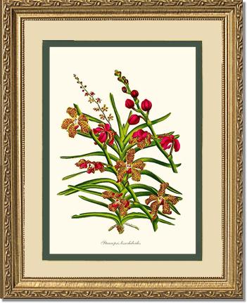 Stauropsis lissochiloides | Orchid Wall Art Print