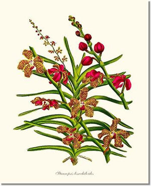 Orchid Print: Stauropsis lissochiloides