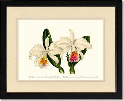 Cattleya mossiae | Orchid Wall Art Print