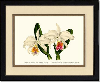 Cattleya mossiae | Orchid Wall Art Print