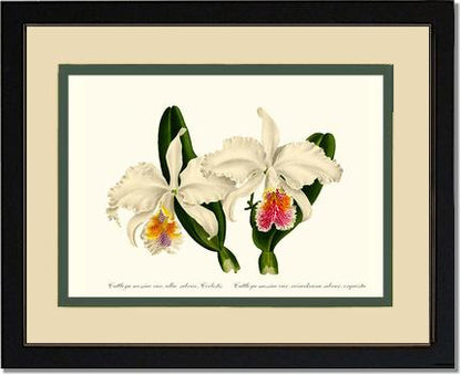 Cattleya mossiae | Orchid Wall Art Print