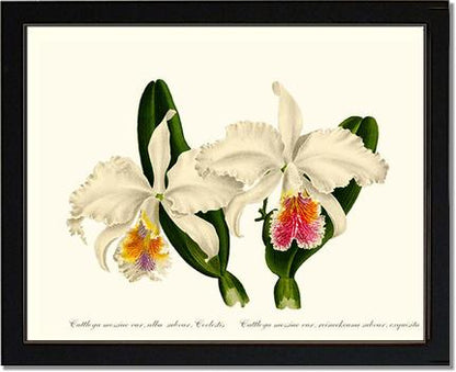 Cattleya mossiae | Orchid Wall Art Print