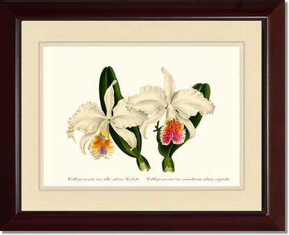 Cattleya mossiae | Orchid Wall Art Print