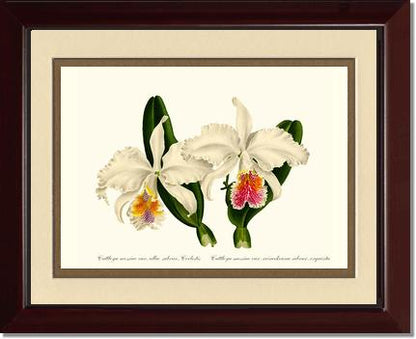 Cattleya mossiae | Orchid Wall Art Print