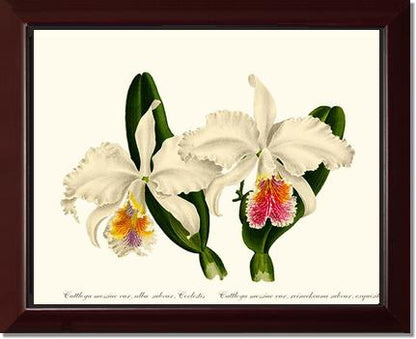 Cattleya mossiae | Orchid Wall Art Print