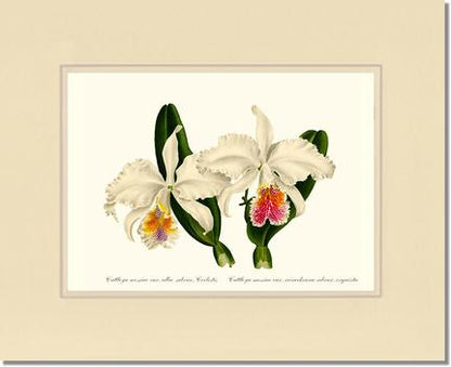 Cattleya mossiae | Orchid Wall Art Print