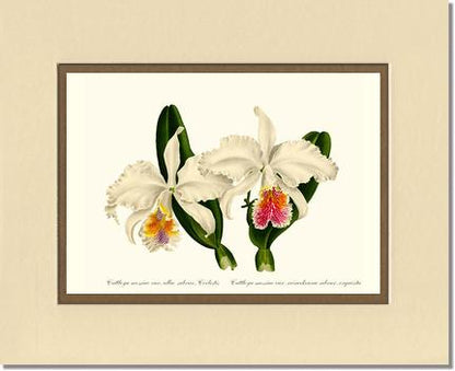 Cattleya mossiae | Orchid Wall Art Print