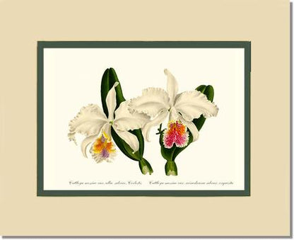 Cattleya mossiae | Orchid Wall Art Print
