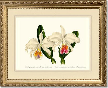 Cattleya mossiae | Orchid Wall Art Print