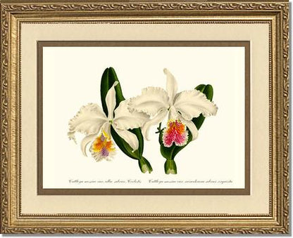 Cattleya mossiae | Orchid Wall Art Print