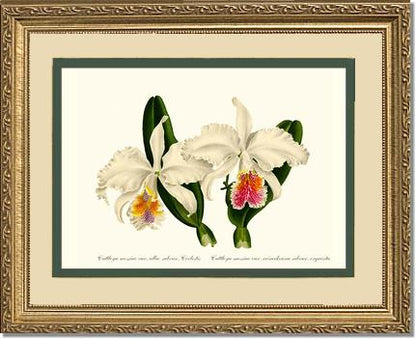 Cattleya mossiae | Orchid Wall Art Print