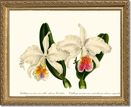WALL OF ORCHIDS / LIFE MUST GO ON オリジナル版 Cattleya mossiae: Vintage Botanical Orchid Wall Art Prints