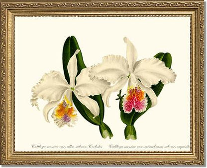 Cattleya mossiae | Orchid Wall Art Print